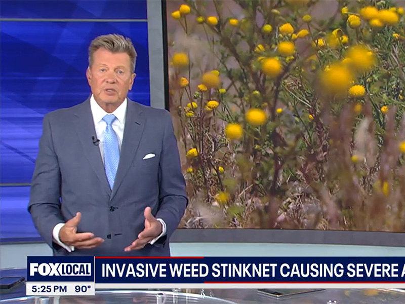 Stinknet Weed Invading Arizona